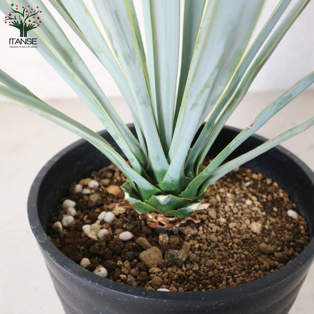 楽天市場】【送料無料】ユッカ リギダ 観葉植物 8号プラスチック鉢