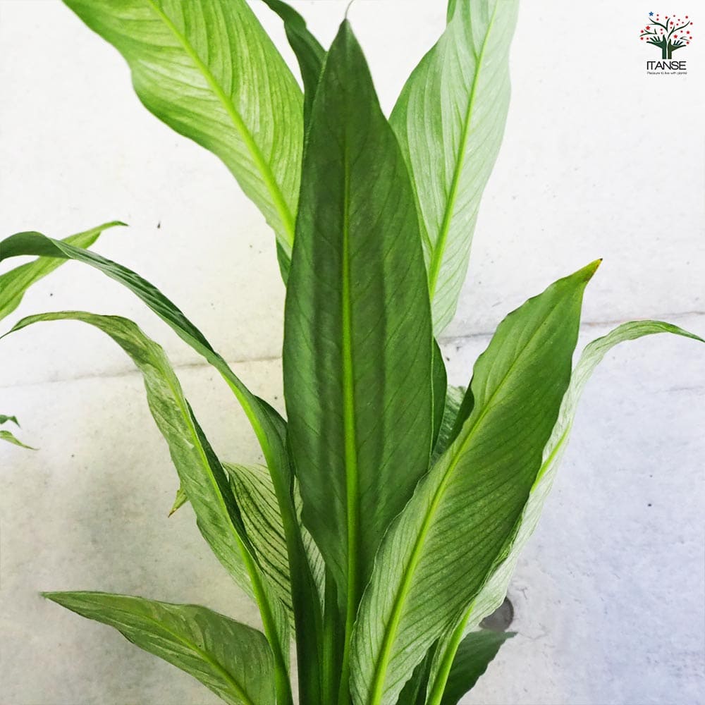 楽天市場】【マラソン☆ポイント5倍】スパティフィラム センセーション