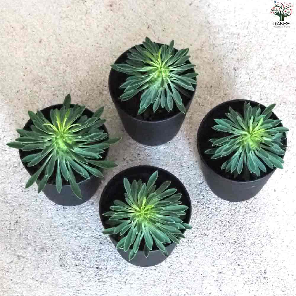 楽天市場】【送料無料】ユーフォルビア 怪魔玉 多肉植物 3号鉢 花苗