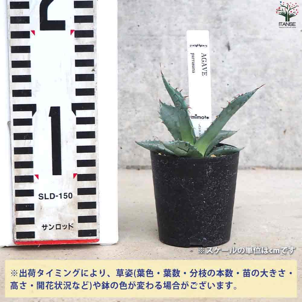 楽天市場】【マラソン☆ポイント5倍】アガベ パラサナ 多肉植物 2.5号
