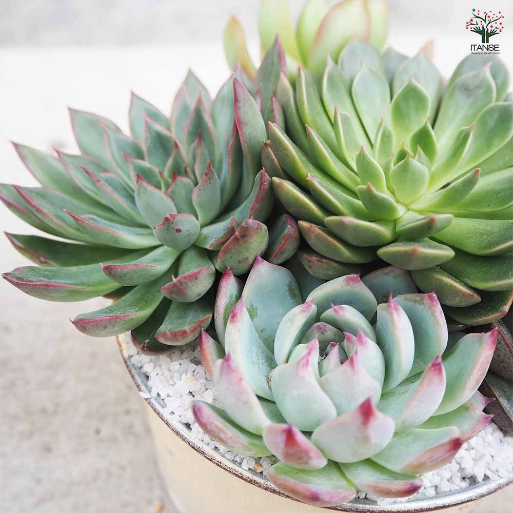 楽天市場】【マラソン☆ポイント5倍】多肉寄植 ブリキ鉢 ベージュ 多肉