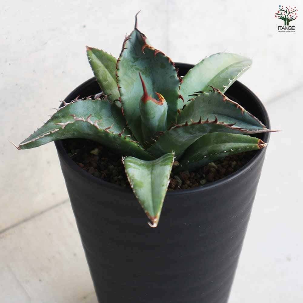 楽天市場】【送料無料】アガベ チタノタ ブルー 3.5号ポット リビング