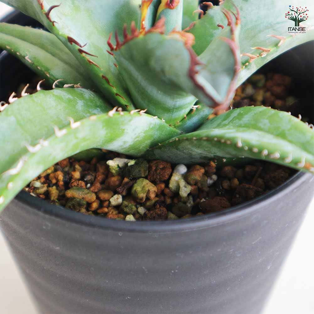 楽天市場】【送料無料】アガベ チタノタ ブルー 3.5号ポット リビング