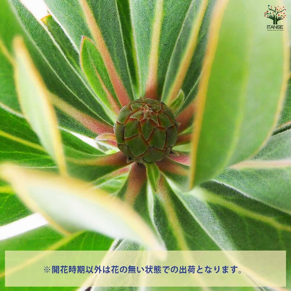 楽天市場】【マラソン☆ポイント5倍】プロテア スペシャルピンクアイス