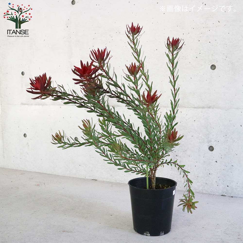 楽天市場】【送料無料】リューカデンドロン レッドデビル 庭木 花木苗