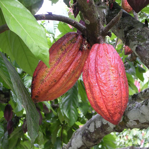 楽天市場】【マラソン☆ポイント5倍】カカオの木 ( 品種:フォラステロ