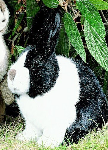 楽天市場】ケーセン ぬいぐるみ うさぎの子 全長25cm リアル 製 高品質