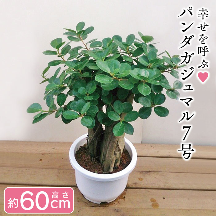 楽天市場】【パンダガジュマル 7号リン鉢 背丈約60cm前後】ガジュマル