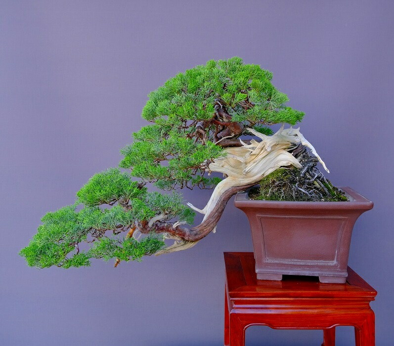 楽天市場】（株）一樹園 山採り真柏（山秋鉢） 中品盆栽／樹齢100年