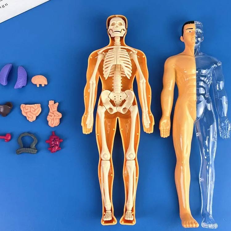 楽天市場】人体模型 人体模型 玩具 知育玩具 人体構造 内臓 骨格 解剖
