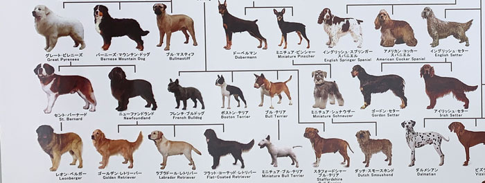 楽天市場】犬の系統図 ドッグジェネレーション ポスター A1サイズ Vol