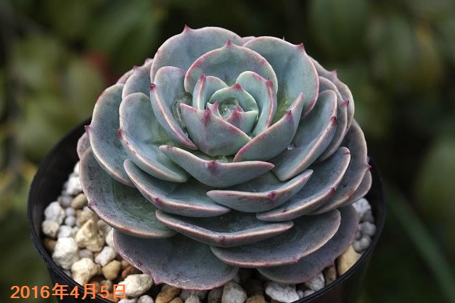 楽天市場】多肉植物 エケベリア セクンダ 七福神 (原種)(小型タイプ