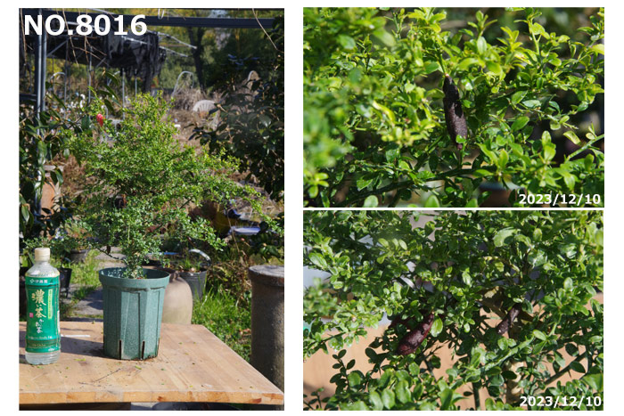 楽天市場】果樹 苗木 フィンガーライム 選べる リトルルビー 接木苗 5