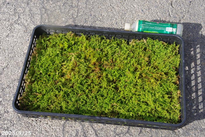 楽天市場】【京の苔】【予約販売】天然ハイゴケ 大トレー 100枚 【庭園