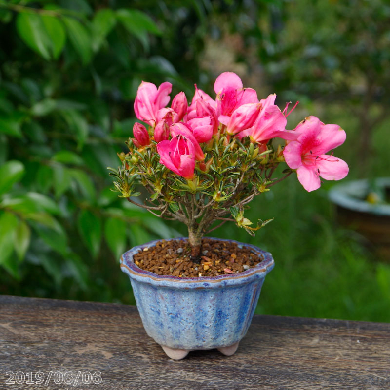 楽天市場】サツキ 早乙女小町 2.5号(7.5cm) 【春の花木】【盆栽素材