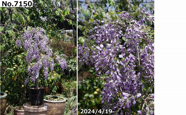 楽天市場】花藤 苗 選べる 一才藤(イッサイフジ) 7号 （※要腰水栽培