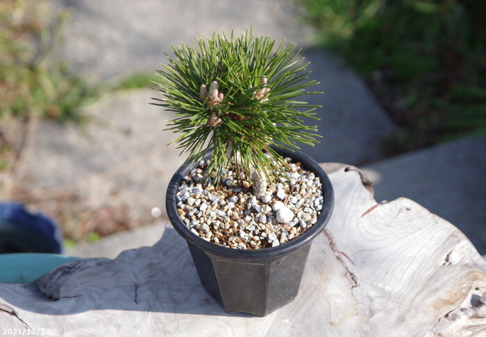 楽天市場】八ツ房 黒松 千寿丸 4号【送料無料】【盆栽素材】【松盆栽