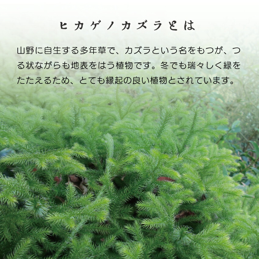 楽天市場】【予約販売 12月初旬より発送】フレッシュ！ ヒカゲノカズラ