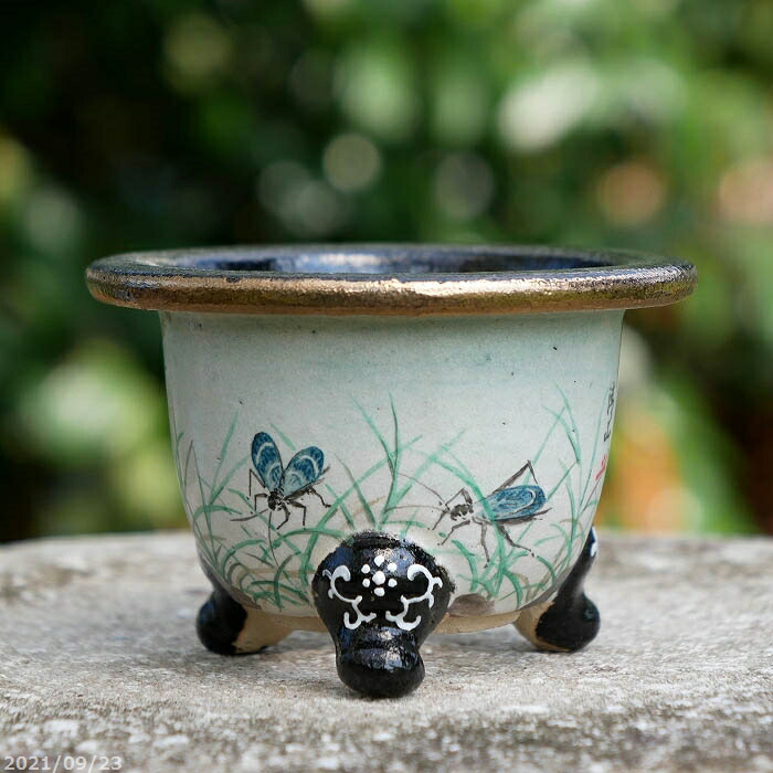 楽天市場】京楽焼 植木鉢 愛楽園製 富貴蘭鉢 清山作 「鈴虫」 3.5号