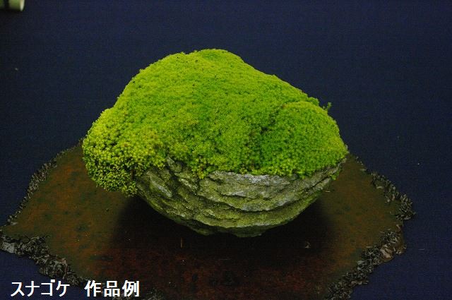 楽天市場】【京の苔】 天然スナゴケ 5枚 大トレー (サイズ:59cm×39cm