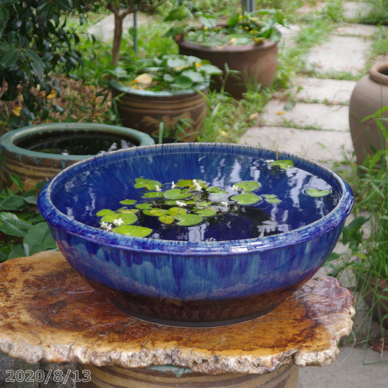 睡蓮鉢 青」の人気商品一覧 | 安い商品を通販サイトから探す - 価格.com