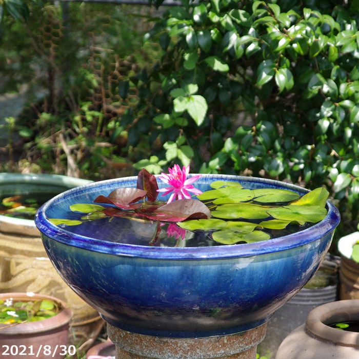 楽天市場】信楽焼 睡蓮鉢 陶器 大型 青ガラス浅型水鉢 19号 （外径58cm