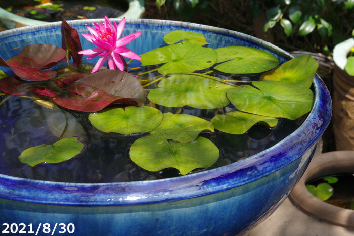 楽天市場】信楽焼 睡蓮鉢 陶器 大型 青ガラス浅型水鉢 19号 （外径58cm