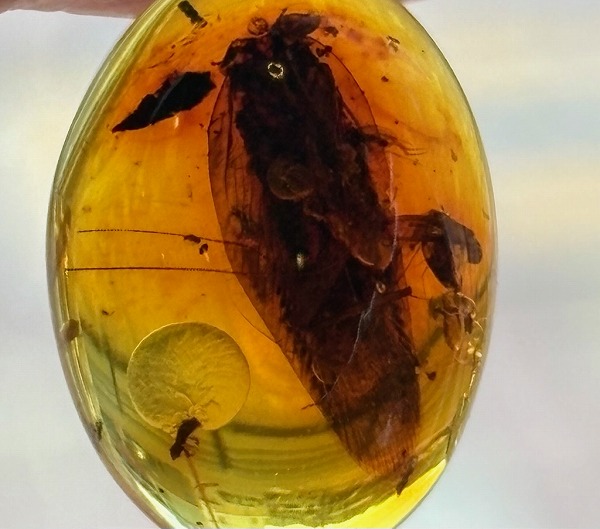 楽天市場】【虫入り琥珀】琥珀ルース 天然琥珀 パワーストーン