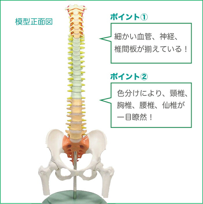 楽天市場】脊柱模型 ミニ脊柱模型 コンパクトサイズ人体模型 人体模型