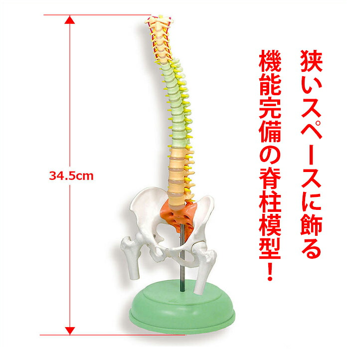 楽天市場】脊柱模型 ミニ脊柱模型 コンパクトサイズ人体模型 人体模型