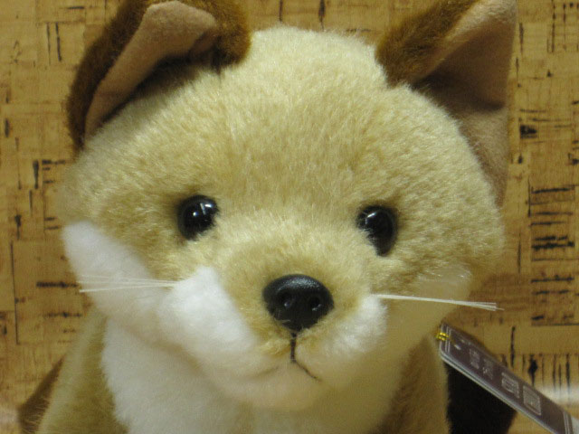 楽天市場】キツネのぬいぐるみスターチャイルドキタキツネ【ぬいぐるみ
