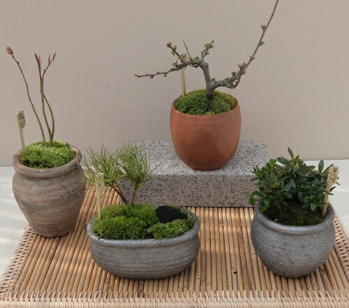 楽天市場】【15%OFF】セール 和鉢 盆栽 ミニ盆栽 [172-159] 植木鉢