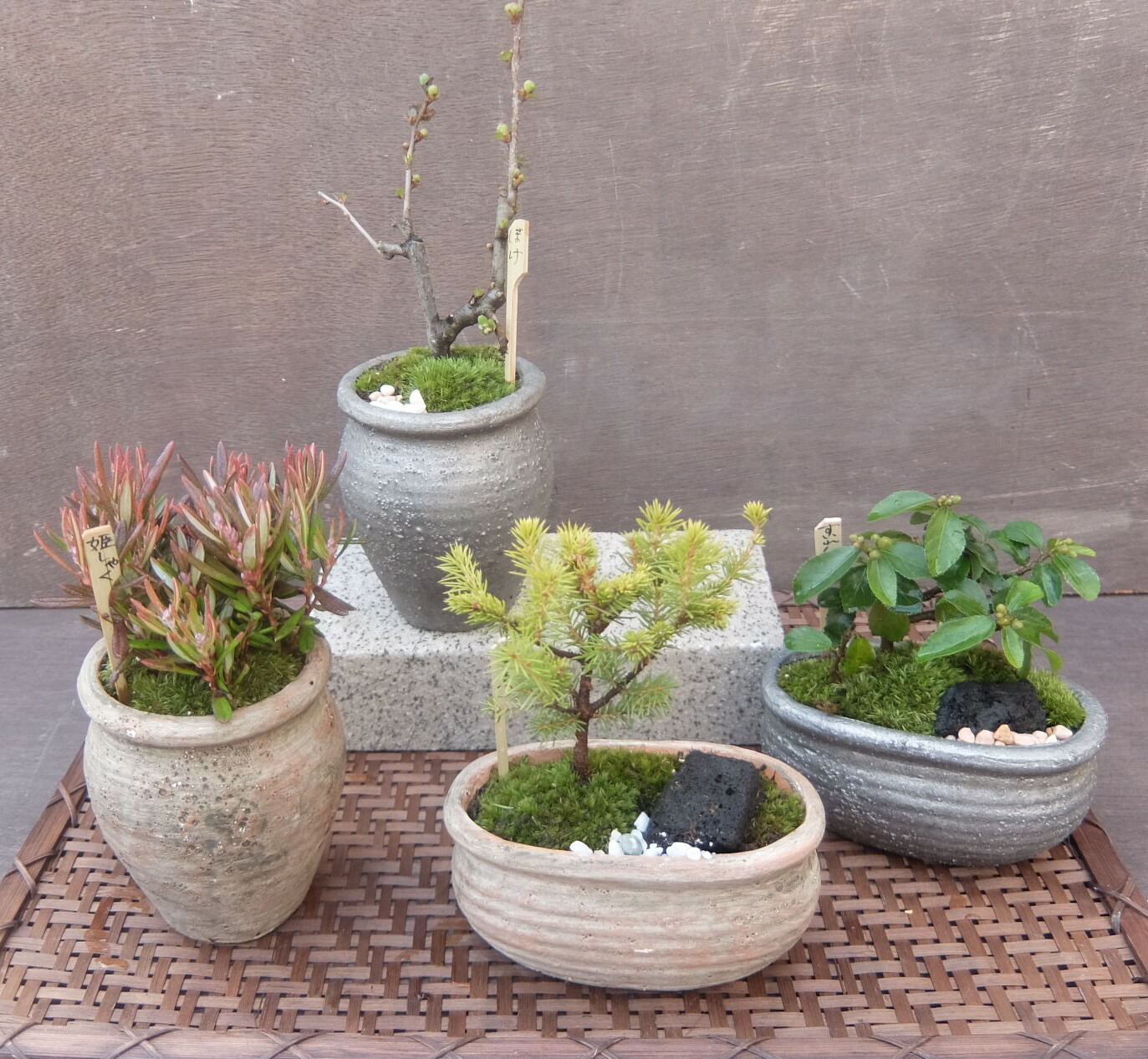 楽天市場】【15%OFF】 和鉢 盆栽 ミニ盆栽 [172-152] 植木鉢 和風 陶器