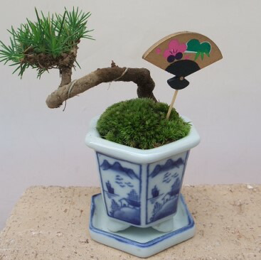 楽天市場】【セール】和鉢 盆栽鉢 [173-010] 12個セット 染付鉢 皿付