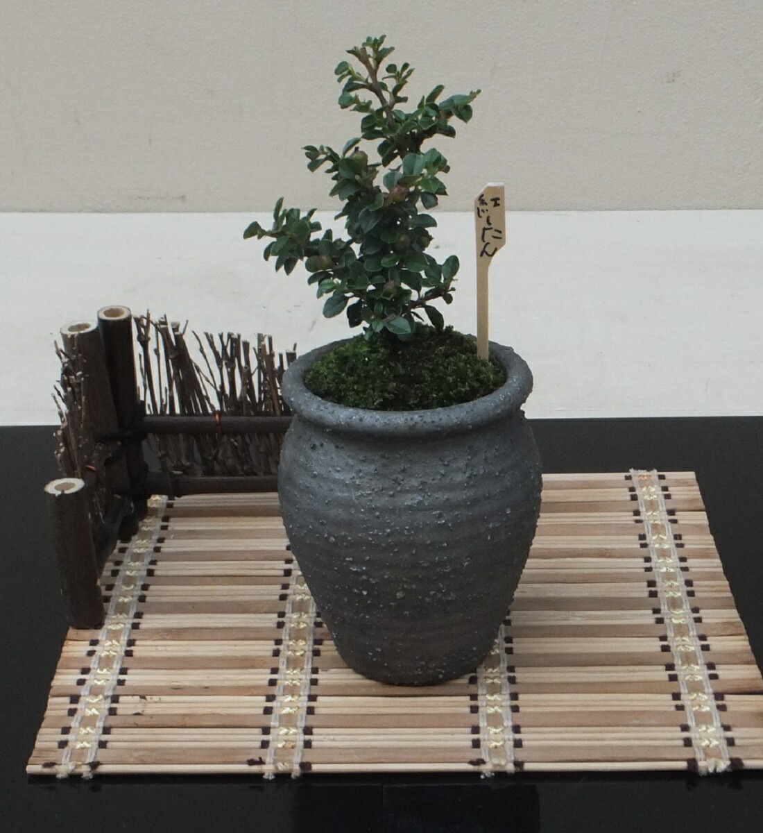 楽天市場】【15%OFF】和鉢 盆栽 ミニ盆栽 [172-151] 植木鉢 和風 陶器