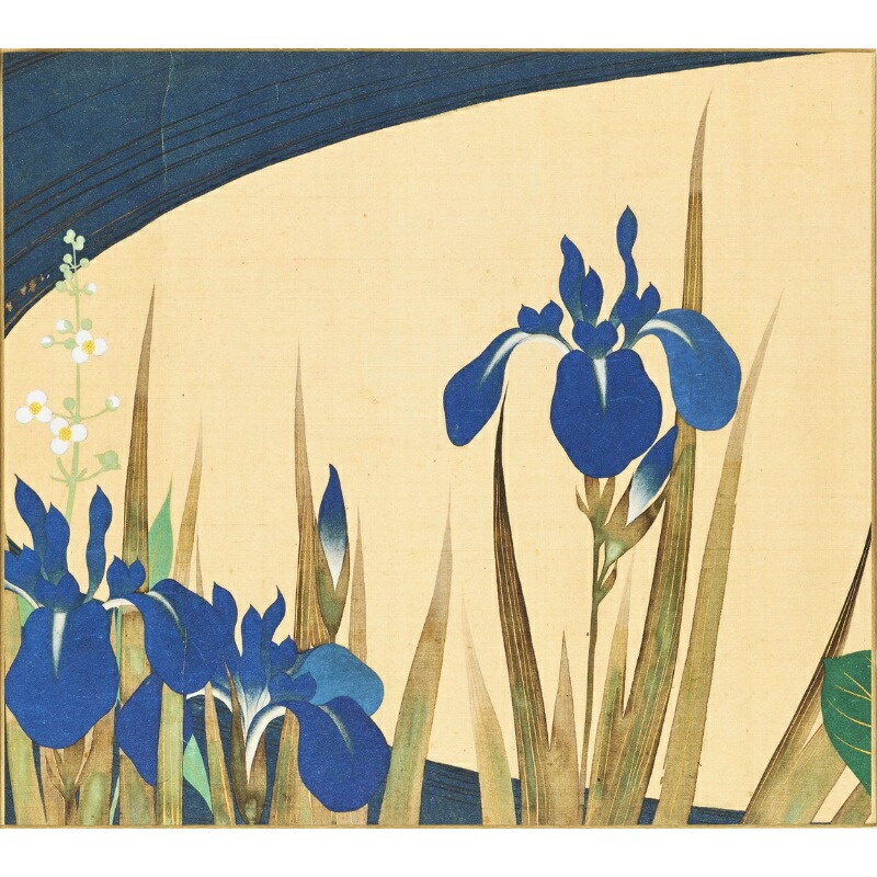 楽天市場】色紙 四季花鳥図巻 夏 酒井抱一 琳派 かきつばた 燕子花