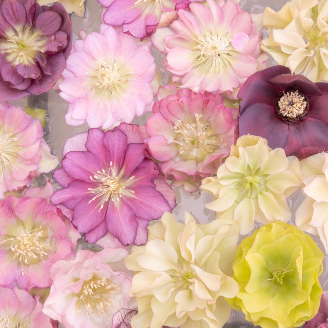 楽天市場】【ネギ属】ミヤマラッキョウ深山辣韭 2.5号ポット : 産直花