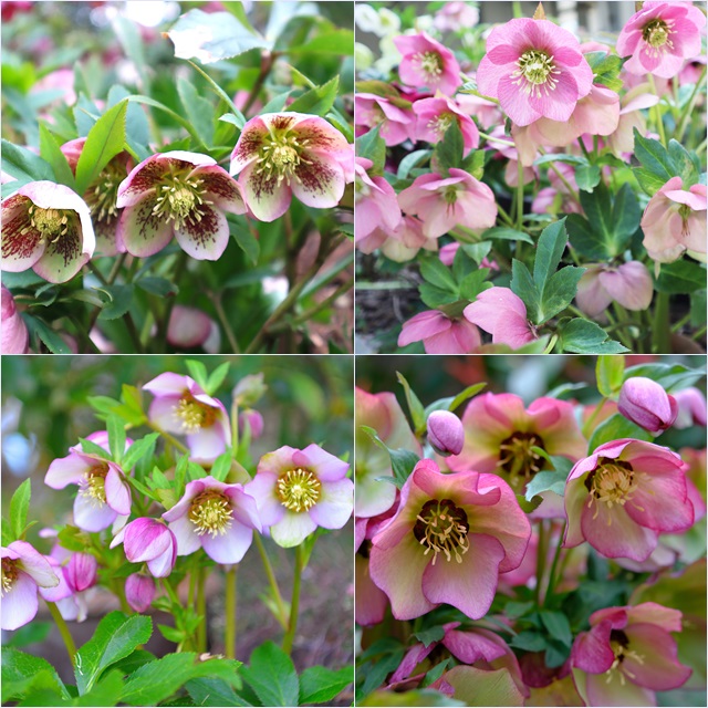 楽天市場】【クリスマスローズ属】一重咲き 3株セット9cmポット（花色