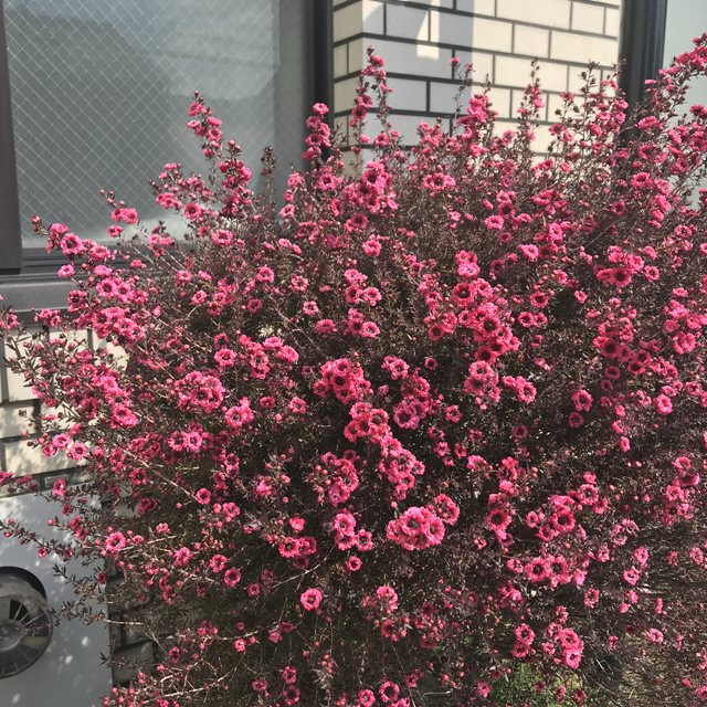 楽天市場】【レプトスペルマム属】ギョリュウバイ八重咲（御柳梅）3号