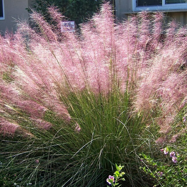 楽天市場】【ミューレンベルギア属】カピラリス 3号ポット : 産直花だん屋