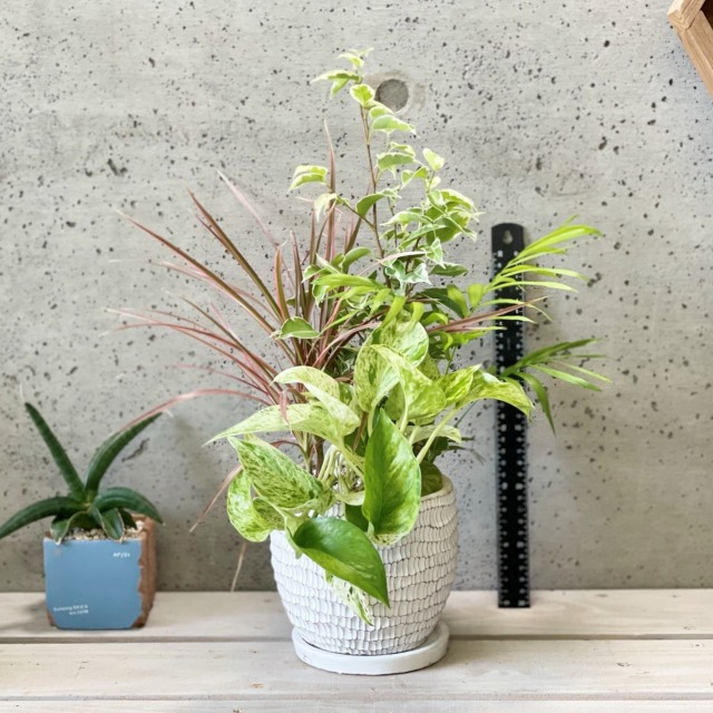 楽天市場】観葉植物観葉植物の寄せ植え 5号（WC0097L-W）受皿付※品種