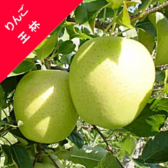 楽天市場】【リンゴ属】りんご王林（接木苗）4号LLポット : 産直花だん屋