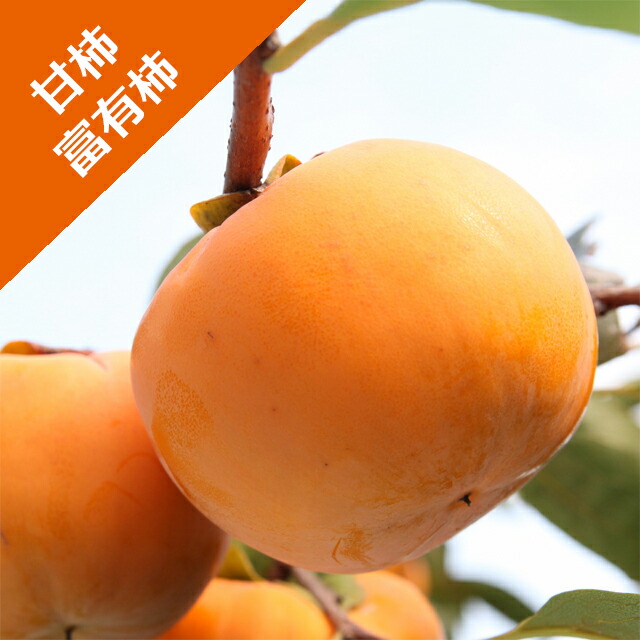 楽天市場】富有柿の木の通販