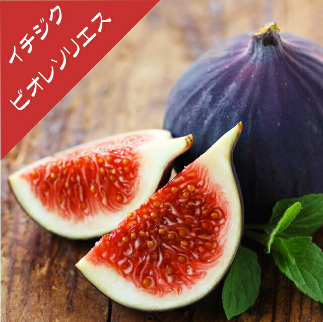 楽天市場】【イチジク属】ビオレソリエス（挿し木苗）4.5号ポット