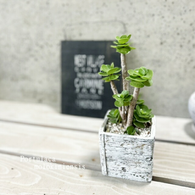 楽天市場】モロキニエンシスの通販