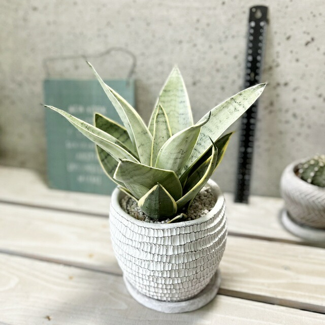 楽天市場】観葉植物【サンセヴィエリア属】サンスベリア・シルバー