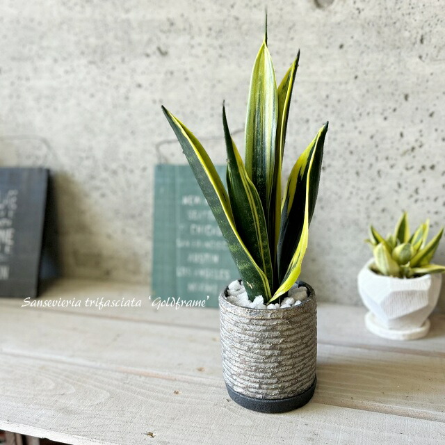 楽天市場】観葉植物【サンセヴィエリア属】サンスベリア ゴールド