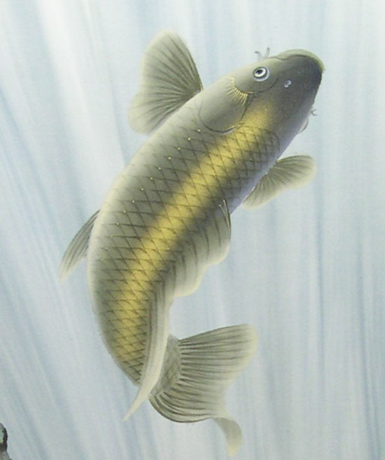 楽天市場】掛け軸 滝上り鯉 (仲田龍安) （掛軸小物なし） 送料無料