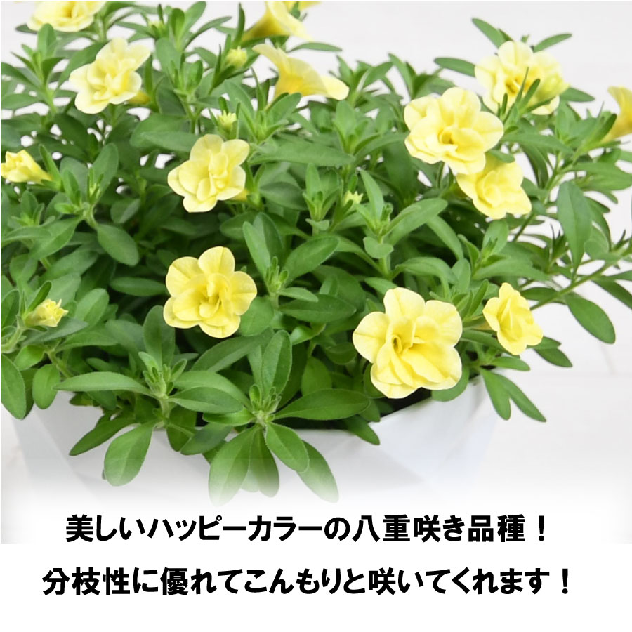 楽天市場】スーパーベル ダブルイエロー 5号鉢 八重咲き 夏の鉢花 PW
