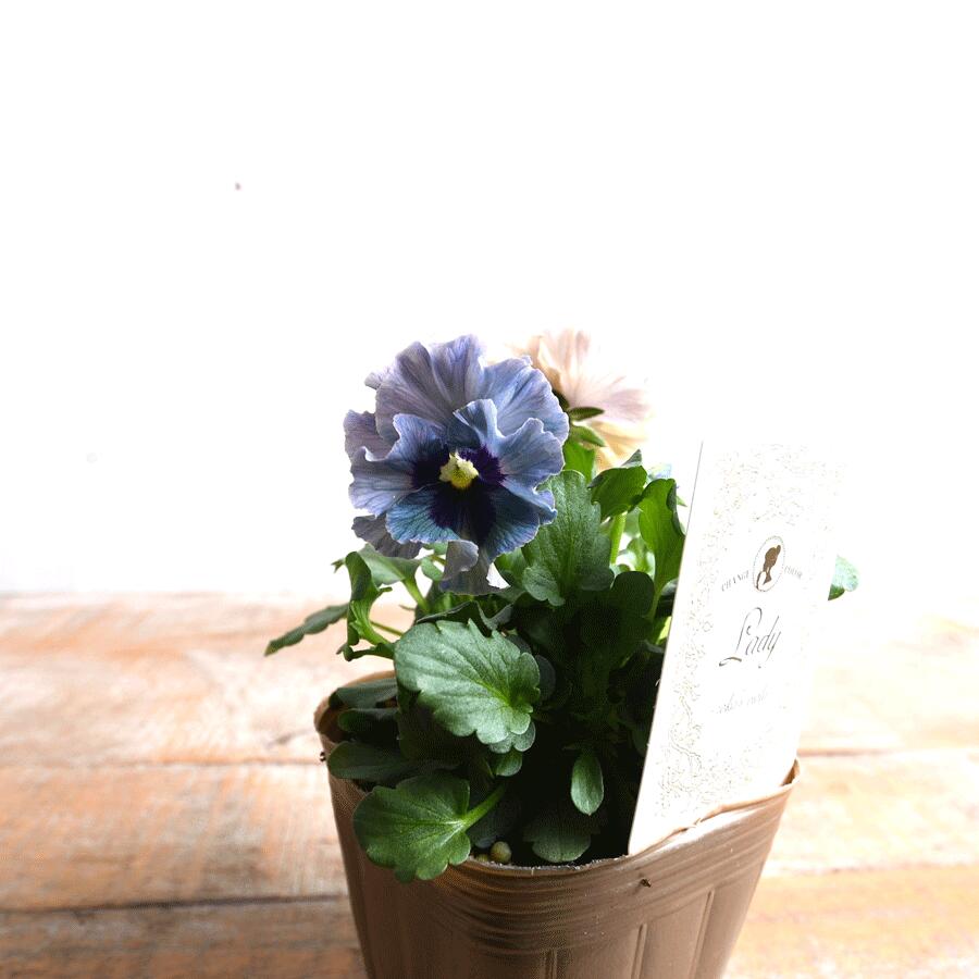 楽天市場】ビオラ レディ 宮崎 石川園芸 アンティーク くすみ 人気の